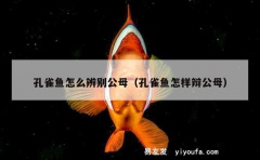 孔雀鱼怎么辨别公母（孔雀鱼怎样辩公母）