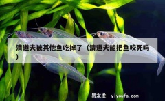 清道夫被其他鱼吃掉了（清道夫能把鱼咬死吗）