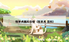 牧羊犬图片价格（牧羊犬 百科）