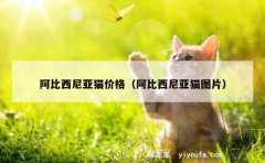 阿比西尼亚猫价格（阿比西尼亚猫图片）