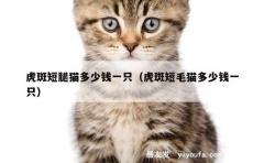 虎斑短腿猫多少钱一只（虎斑短毛猫多少钱一只）