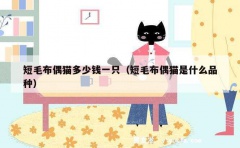 短毛布偶猫多少钱一只（短毛布偶猫是什么品种）