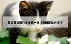 英国蓝猫图片多少钱一只（英国蓝猫市场价）