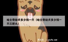 哈士奇幼犬多少钱一只（哈士奇幼犬多少钱一只三把火）