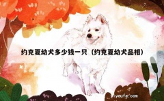 约克夏幼犬多少钱一只（约克夏幼犬品相）