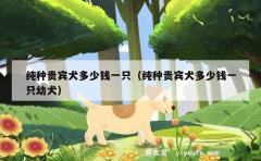 纯种贵宾犬多少钱一只（纯种贵宾犬多少钱一只幼犬）