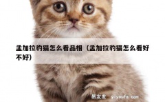 孟加拉豹猫怎么看品相（孟加拉豹猫怎么看好不好）