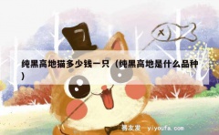 纯黑高地猫多少钱一只（纯黑高地是什么品种）