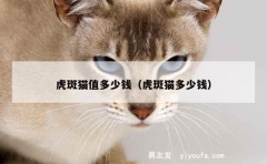 虎斑猫值多少钱（虎斑猫多少钱）