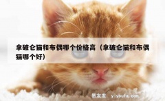 拿破仑猫和布偶哪个价格高（拿破仑猫和布偶猫哪个好）