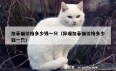 加菲猫价格多少钱一只（异瞳加菲猫价格多少钱一只）