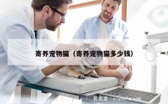 寄养宠物猫（寄养宠物猫多少钱）