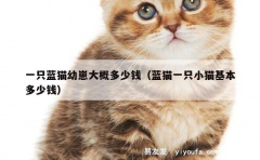 一只蓝猫幼崽大概多少钱（蓝猫一只小猫基本多少钱）