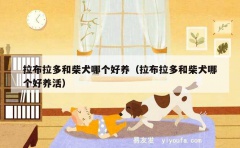 拉布拉多和柴犬哪个好养（拉布拉多和柴犬哪个好养活）