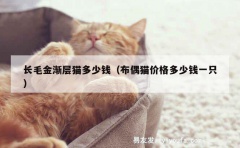 长毛金渐层猫多少钱（布偶猫价格多少钱一只）