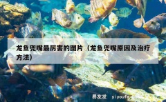 龙鱼兜嘴最厉害的图片（龙鱼兜嘴原因及治疗方法）