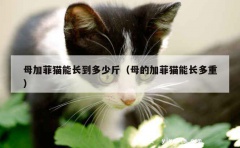 母加菲猫能长到多少斤（母的加菲猫能长多重）