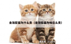 金渐层猫为什么贵（金渐层猫为啥这么贵）