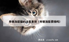 养银渐层猫的注意事项（养银渐层费钱吗）