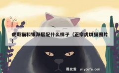 虎斑猫和银渐层配什么样子（正宗虎斑猫图片）