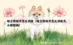 哈士奇幼犬怎么训练（哈士奇幼犬怎么训练大小便视频）