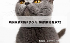 缅因猫最大能长多少斤（缅因猫能有多大）