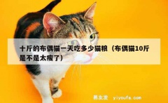 十斤的布偶猫一天吃多少猫粮（布偶猫10斤是不是太瘦了）