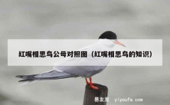 红嘴相思鸟公母对照图（红嘴相思鸟的知识）