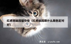 红虎斑缅因猫价格（红虎缅因跟什么颜色配对好）