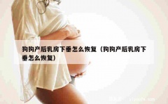 狗狗产后乳房下垂怎么恢复（狗狗产后乳房下垂怎么恢复）