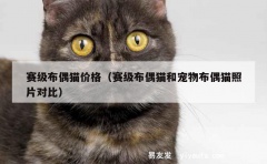 赛级布偶猫价格（赛级布偶猫和宠物布偶猫照片对比）