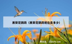 黑葵花鹦鹉（黑葵花鹦鹉现在卖多少）