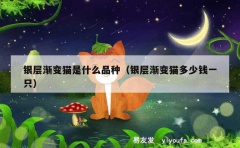 银层渐变猫是什么品种（银层渐变猫多少钱一只）