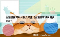 金渐层猫可以长到几斤重（金渐层可以长到多少斤）