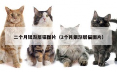 二个月银渐层猫图片（2个月银渐层猫图片）