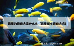 海里的清道夫是什么鱼（海里面有清道夫吗）