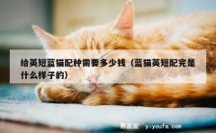 给英短蓝猫配种需要多少钱（蓝猫英短配完是什么样子的）