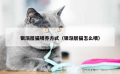 银渐层猫喂养方式（银渐层猫怎么喂）