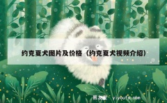 约克夏犬图片及价格（约克夏犬视频介绍）