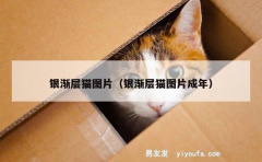 银渐层猫图片（银渐层猫图片成年）