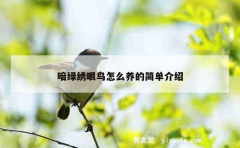 暗绿绣眼鸟怎么养的简单介绍