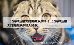 一只纯种蓝猫大约需要多少钱（一只纯种蓝猫大约需要多少钱人民币