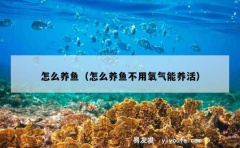 怎么养鱼（怎么养鱼不用氧气能养活）