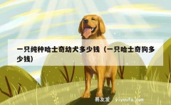 一只纯种哈士奇幼犬多少钱（一只哈士奇狗多少钱）