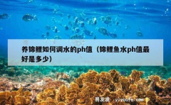 养锦鲤如何调水的ph值（锦鲤鱼水ph值最好是多少）