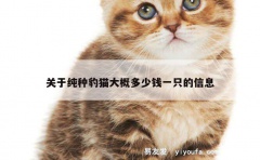 关于纯种豹猫大概多少钱一只的信息