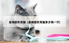 金渐层折耳猫（金渐层折耳猫多少钱一只）