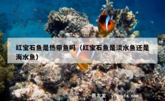 红宝石鱼是热带鱼吗（红宝石鱼是淡水鱼还是海水鱼）