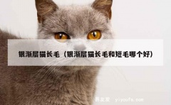 银渐层猫长毛（银渐层猫长毛和短毛哪个好）