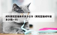 成年英短蓝猫身长多少公分（英短蓝猫成年猫多少钱一只）